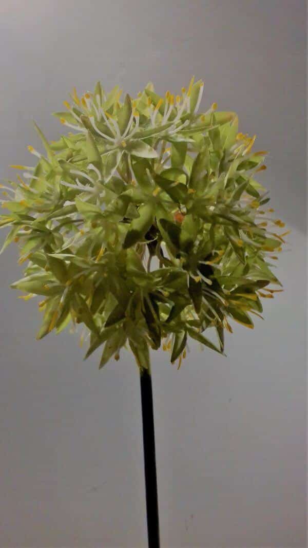 Allium bol giant geel-groen 75 cm