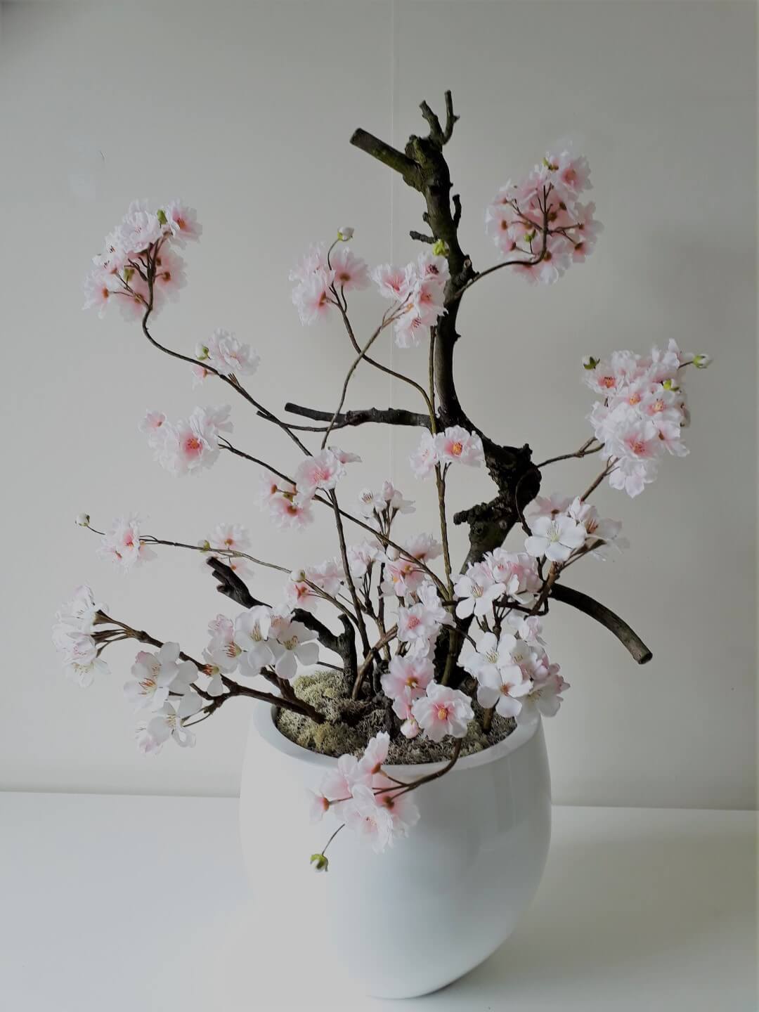 Bloesemboom in witte pot 60 cm