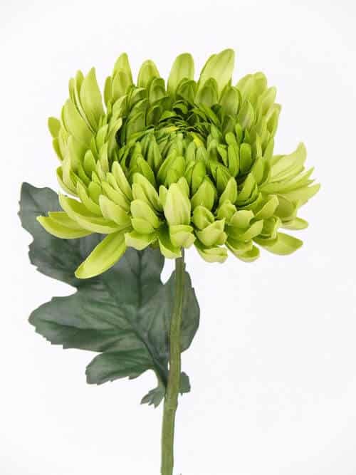 Bolchrysant groen 37cm