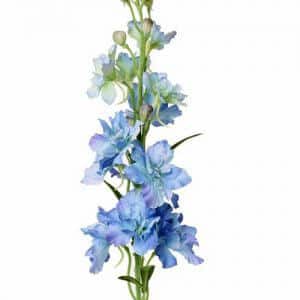Delphinium licht-blauw 60 cm