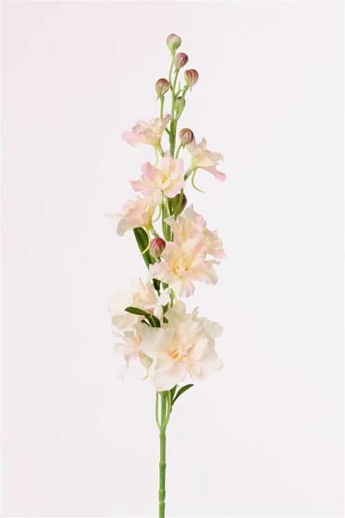 Delphinium licht-roze 60 cm