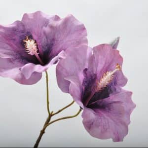 Hibiscus lila