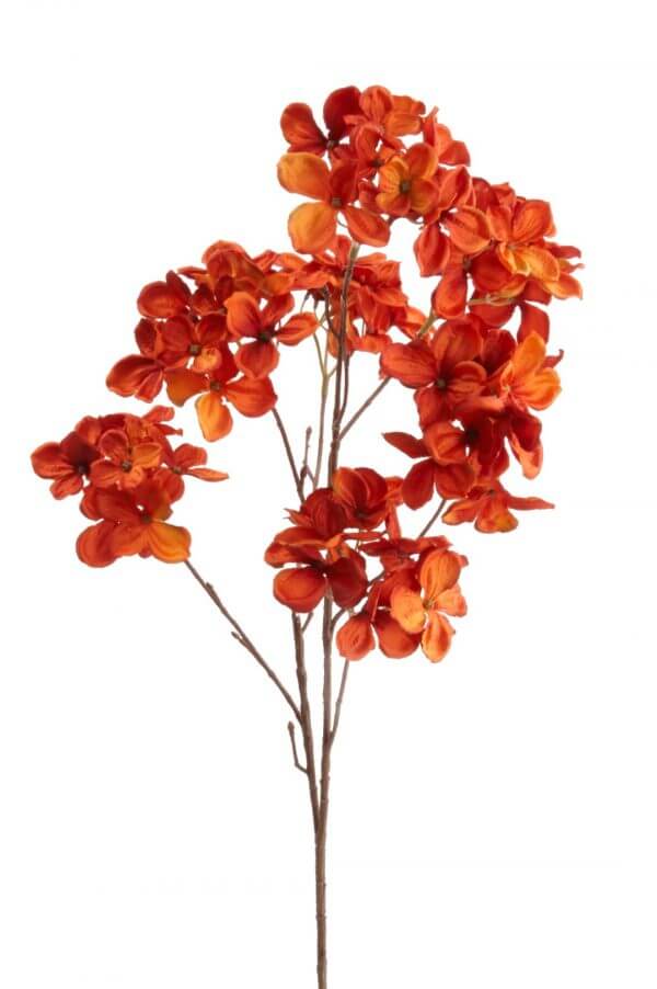 Hortensia Hydrangea oranje