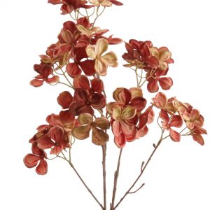 Hortensia Hydrangea rood