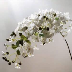 Hortensia Paniculata 107 cm