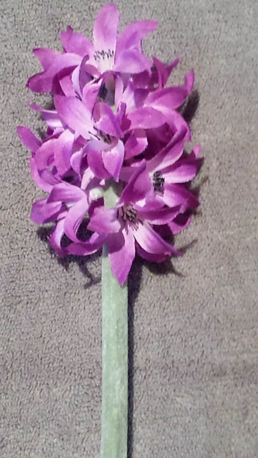 Hyacint paars
