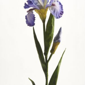 Iris paars 80cm