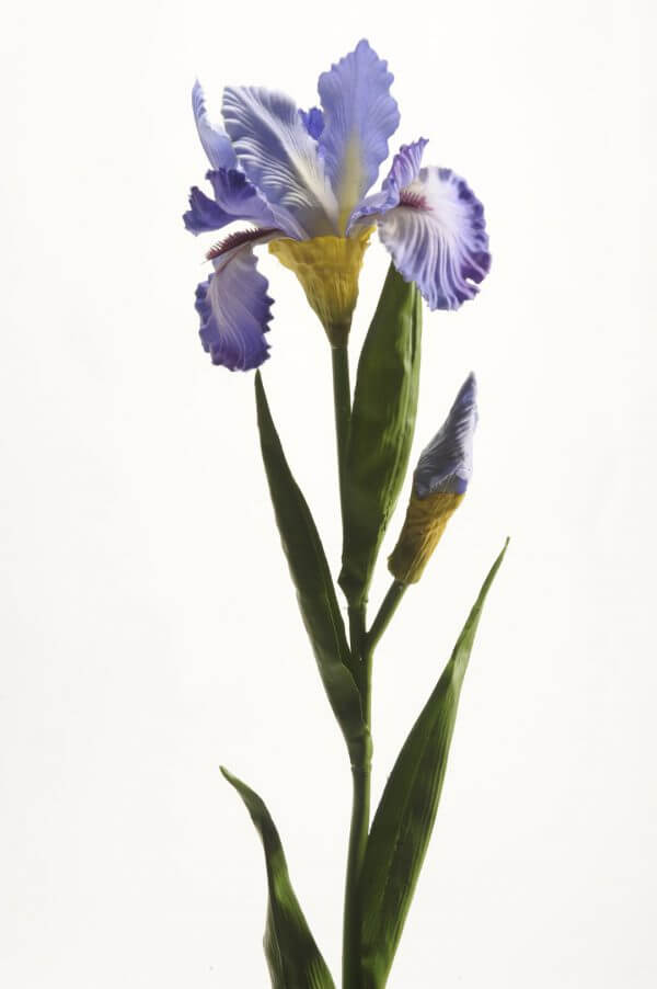 Iris paars 80cm
