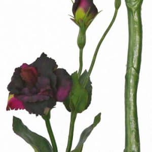 Lysianthus dk paars 40cm