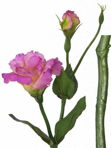 Lysianthus roze 40cm
