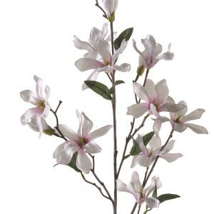 Magnolia roze 80cm