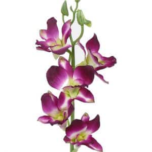 Orchidee Renantanda 40 cm
