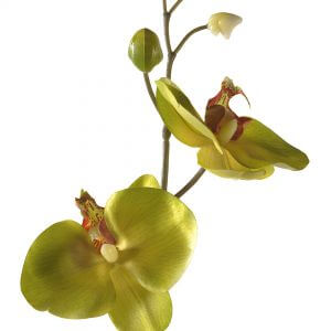 Orchidee Steker Groen 27 cm