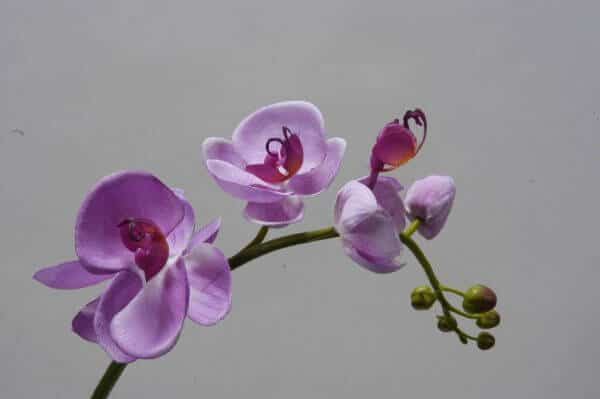 Orchidee lavendel 40cm