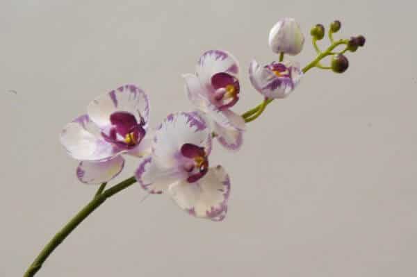 Orchidee wit paars 40cm