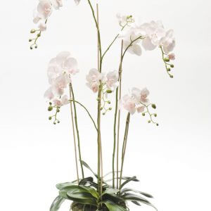 Orchideeplant 130 cm