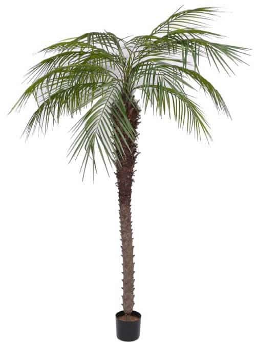 Palm Phoenix 240cm