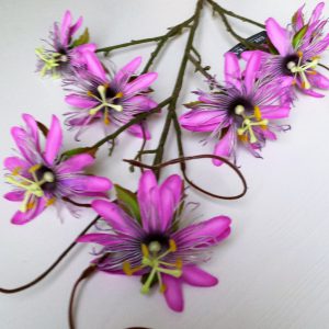 Passiflora lila-roze 65cm