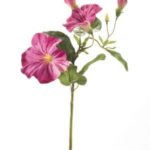 Petunia fuchsia 35cm