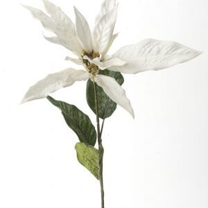 Poinsettia Euforbia wit 63 cm
