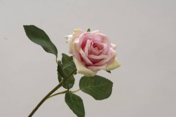 Roos Stem roze 36cm