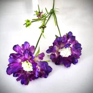 Scabiosa paars 80 cm