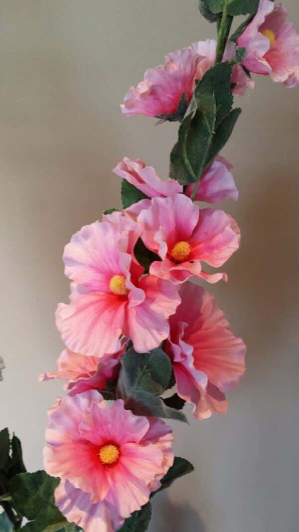 Stokroos Alcea roze 120 cm