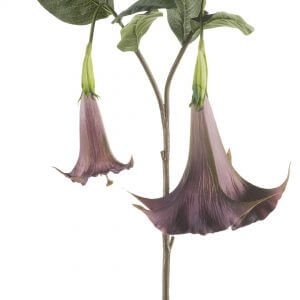 Trompetplant paars 95cm