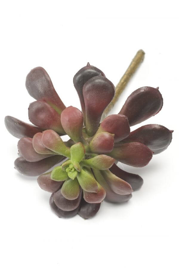 Vetplant Sempervivum 12cm
