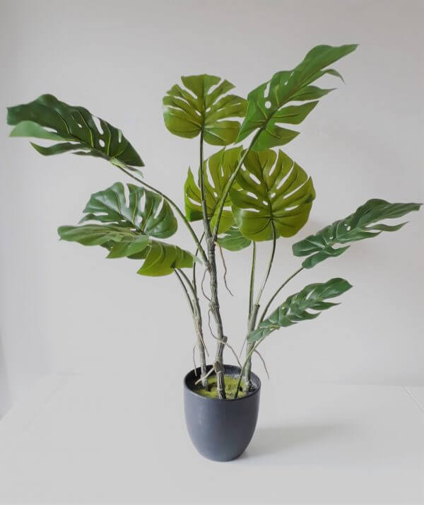 Vingerplant 80 cm