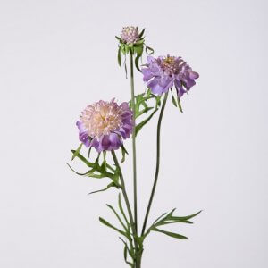 scabiosa spray 57 cm 899