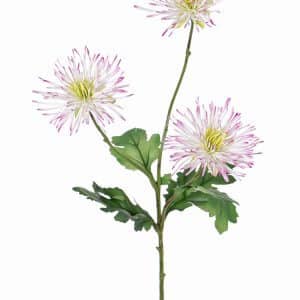 Chrysant Spider 73 cm