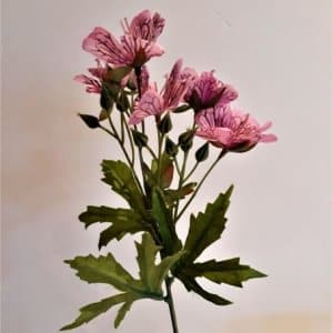 Ooievaarsbek mauve roze 34 cm