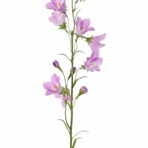 Campanula Klokjesbloem lila roze 66 cm
