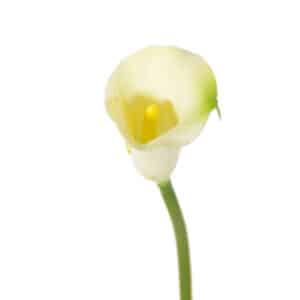 Calla lelie creme-groen 55 cm
