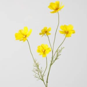 Cosmos spray geel 77 cm