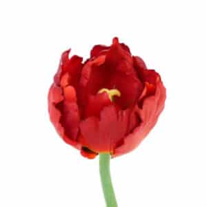 Tulp rood 25 cm