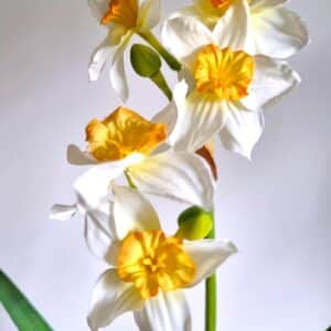 Narcis dubbel 55 cm