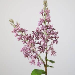 Sering spray lila 56 cm