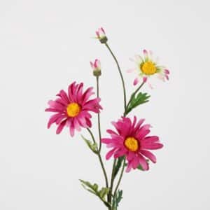 Margriet paars roze 65 cm