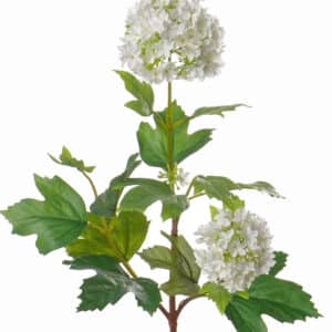 Sneeuwbal Viburnum wit 40 cm