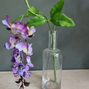 Wisteria paars 50cm